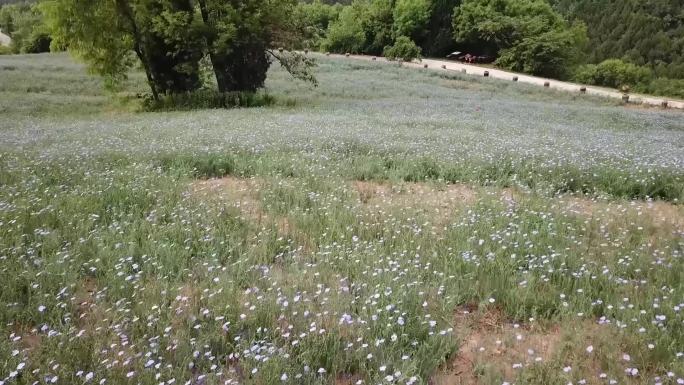 山地 野花 草坡