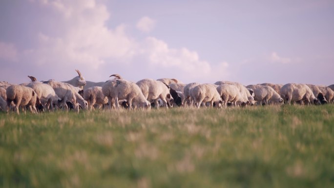羊草原羊-绵羊