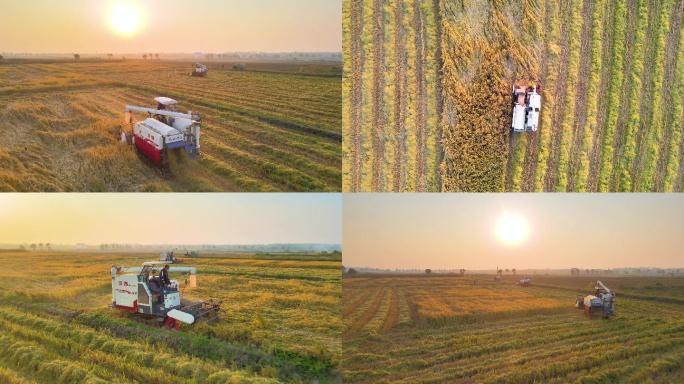 4K航拍丰收季收割机收割稻子