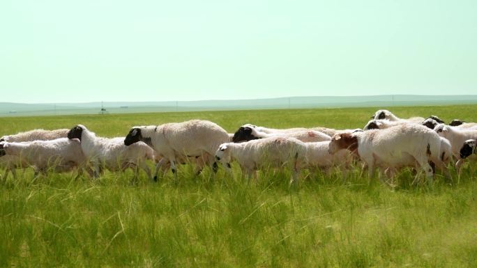 羊-绵羊-草原羊