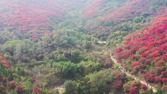 航拍济南彩石捎近村红叶