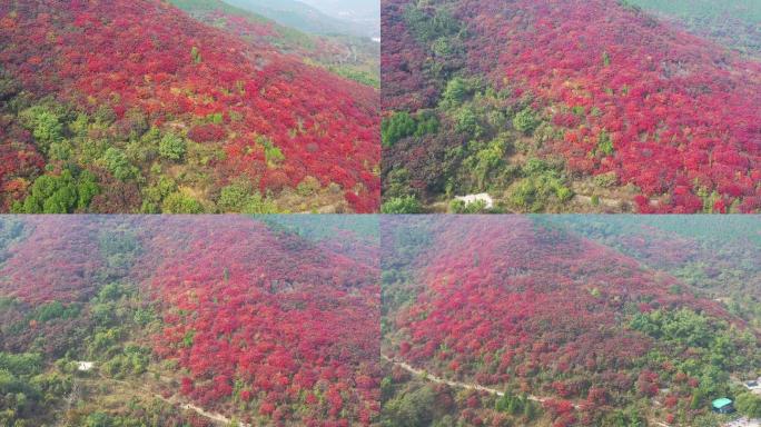 航拍济南捎近村红叶