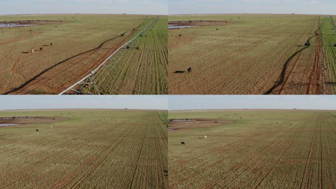 中心枢纽灌溉系统：德克萨斯州的牧场
