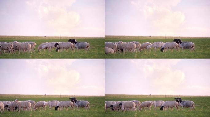 羊-草原羊-绵羊