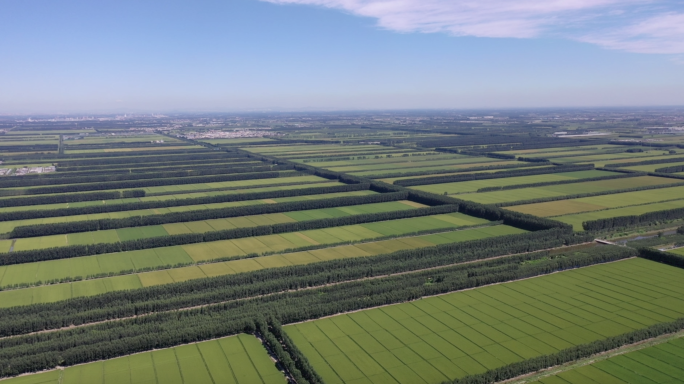 航拍稻田 绿色农作物 乡村万亩农地