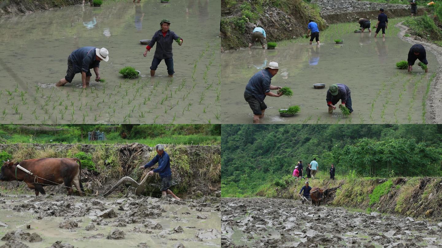 高清视频农民插秧 牛耕地 乡村生活种田