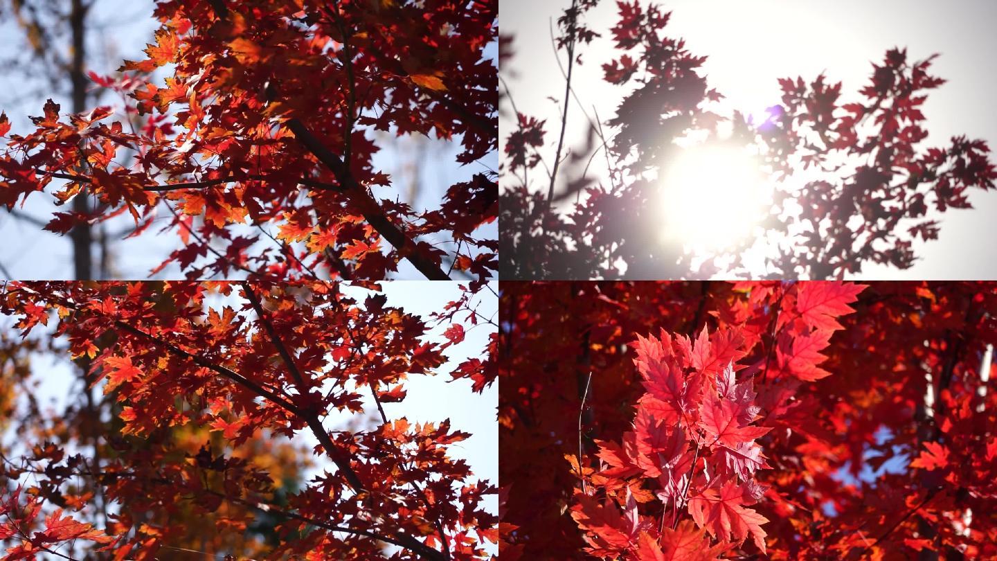 红叶树红叶秋天的红叶原生态红枫叶