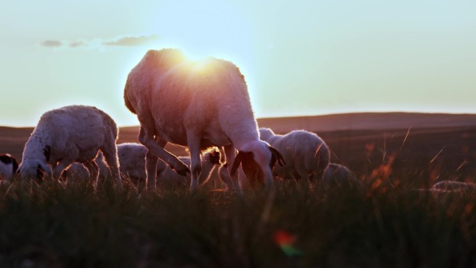 羊-绵羊-草原羊