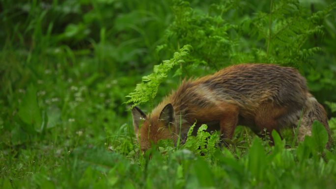 库纳希尔岛（千岛群岛）的狐狸