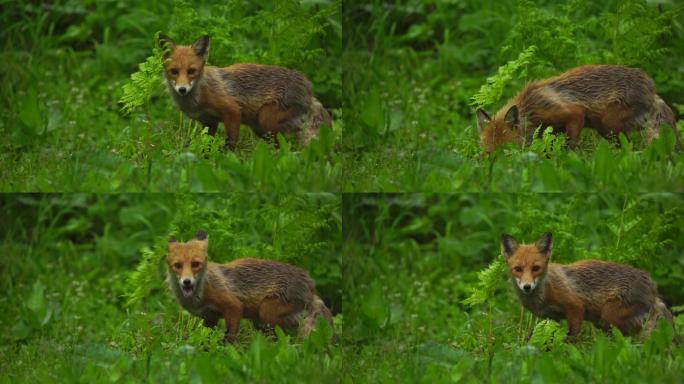 库纳希尔岛（千岛群岛）的狐狸