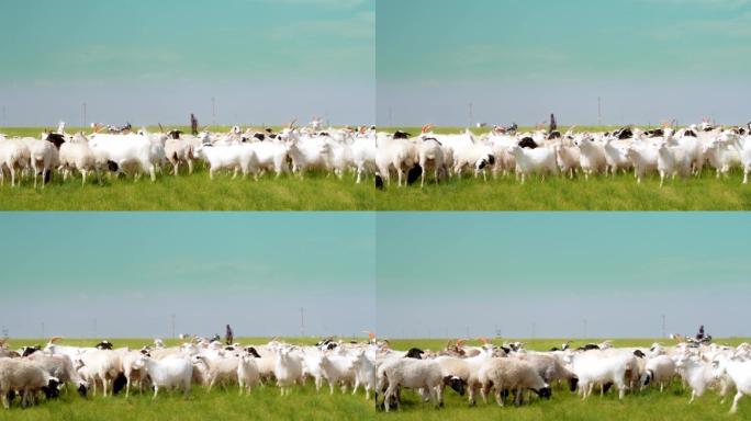 羊-草原羊-绵羊-锡盟羊