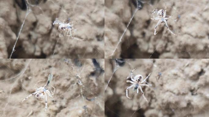 蜘蛛织网捕食活吃昆虫