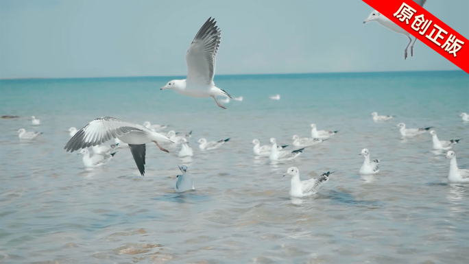 海鸥 湖边飞翔 海鸥视频素材
