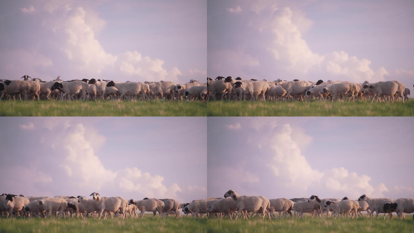 羊-草原羊-绵羊