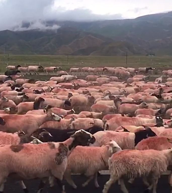 国道公路上的羊群