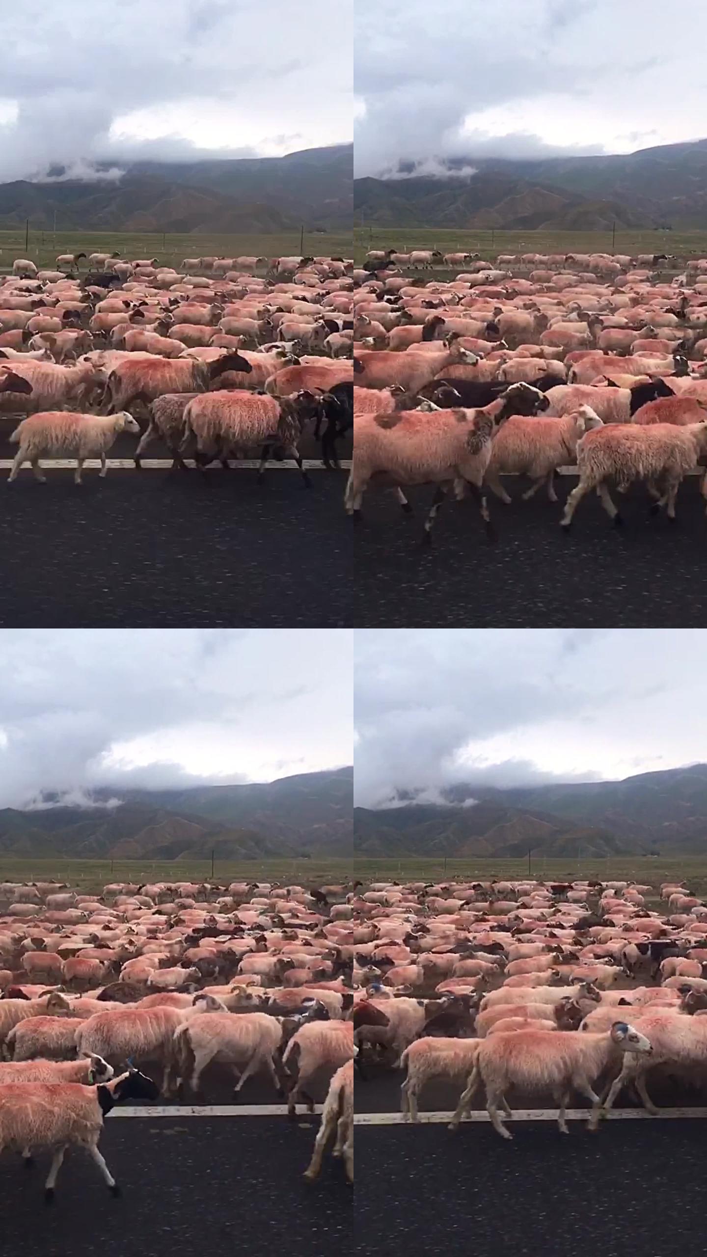 国道公路上的羊群