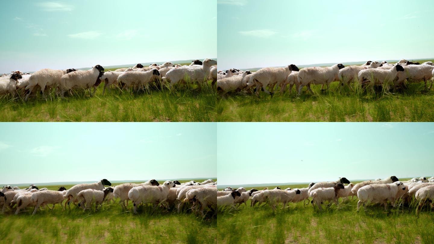 羊--绵羊-草原羊
