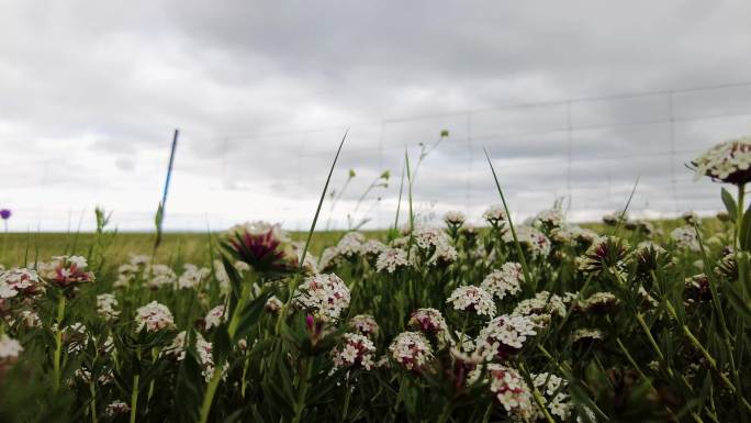 4k拍摄蓝天白云下的内蒙古花开的草原