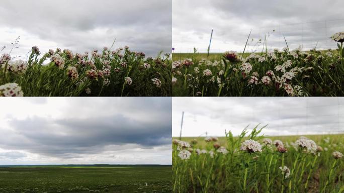 4k拍摄蓝天白云下的内蒙古花开的草原