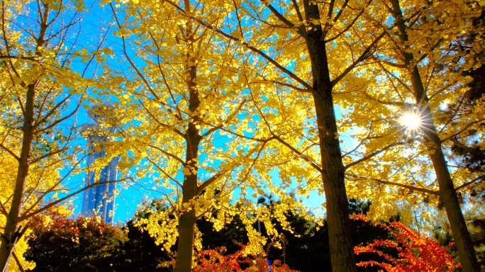 北京奥林匹克森林公园秋天银杏