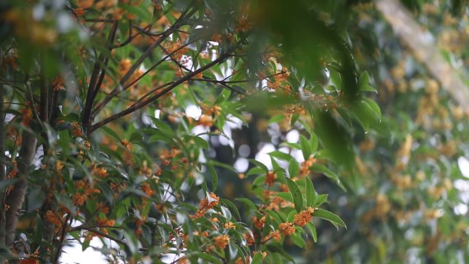 浙江农村农民秋季打桂花制作桂花糕桂花糖