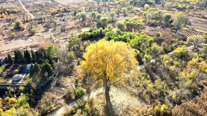 秋天本身金黄色树木环绕航拍图