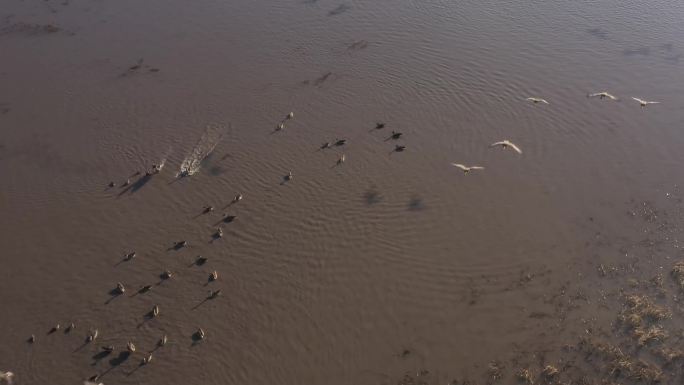卧龙湖湿地 候鸟 鸟群 迁徙 白鹤 大雁