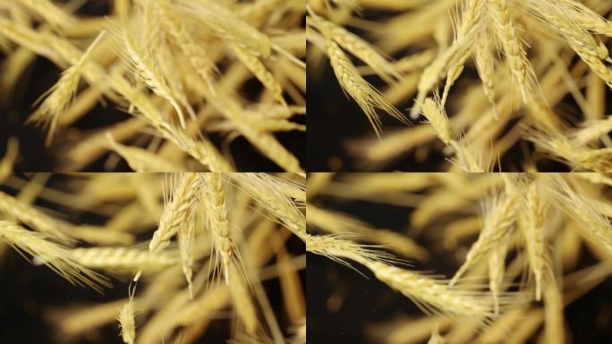 小麦-麦穗-麦子
