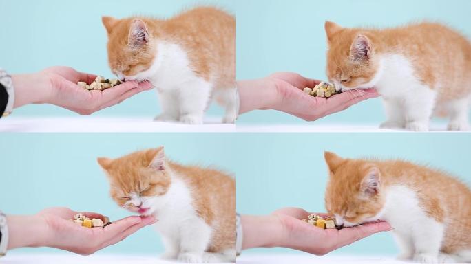 喂小奶猫吃食4K素材