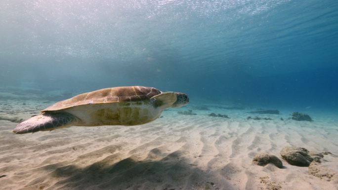 加勒比海库拉索岛绿海龟