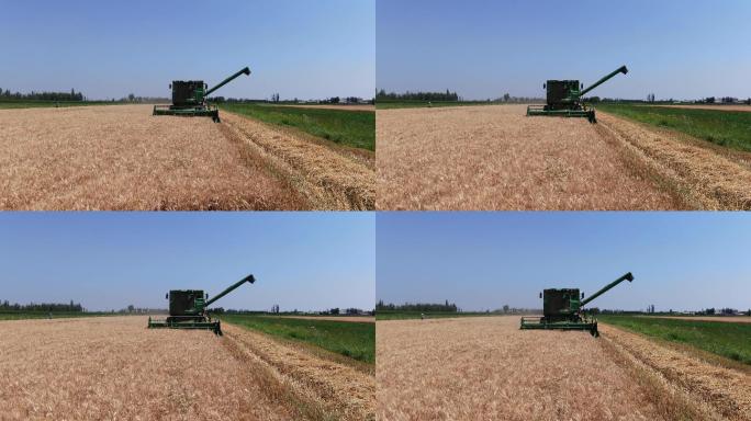 麦子-麦田-收割