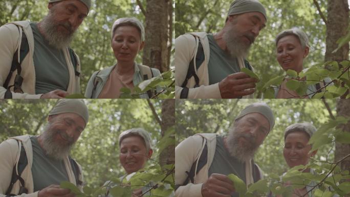 两位老人在树林里分析树叶