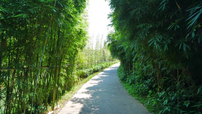 公园里的阳光竹林小路