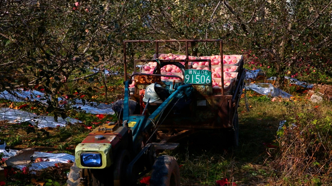 农民从果园运输苹果全过程