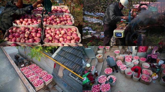 农民从果园运输苹果全过程