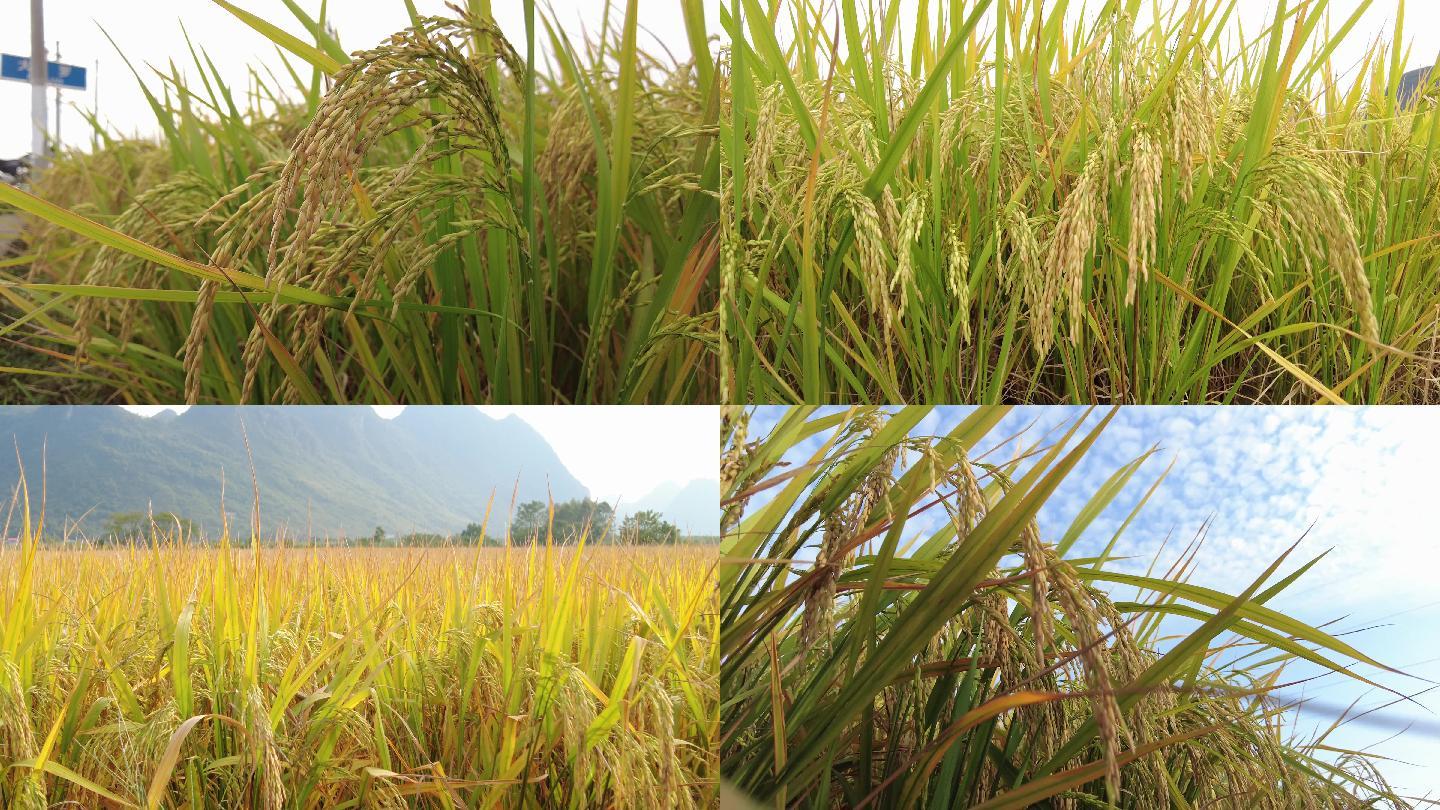 自然稻田
