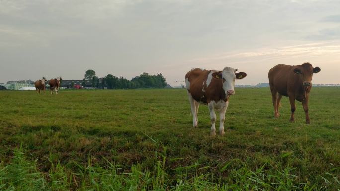 日出时，草原上的几头牛在牧场上休息