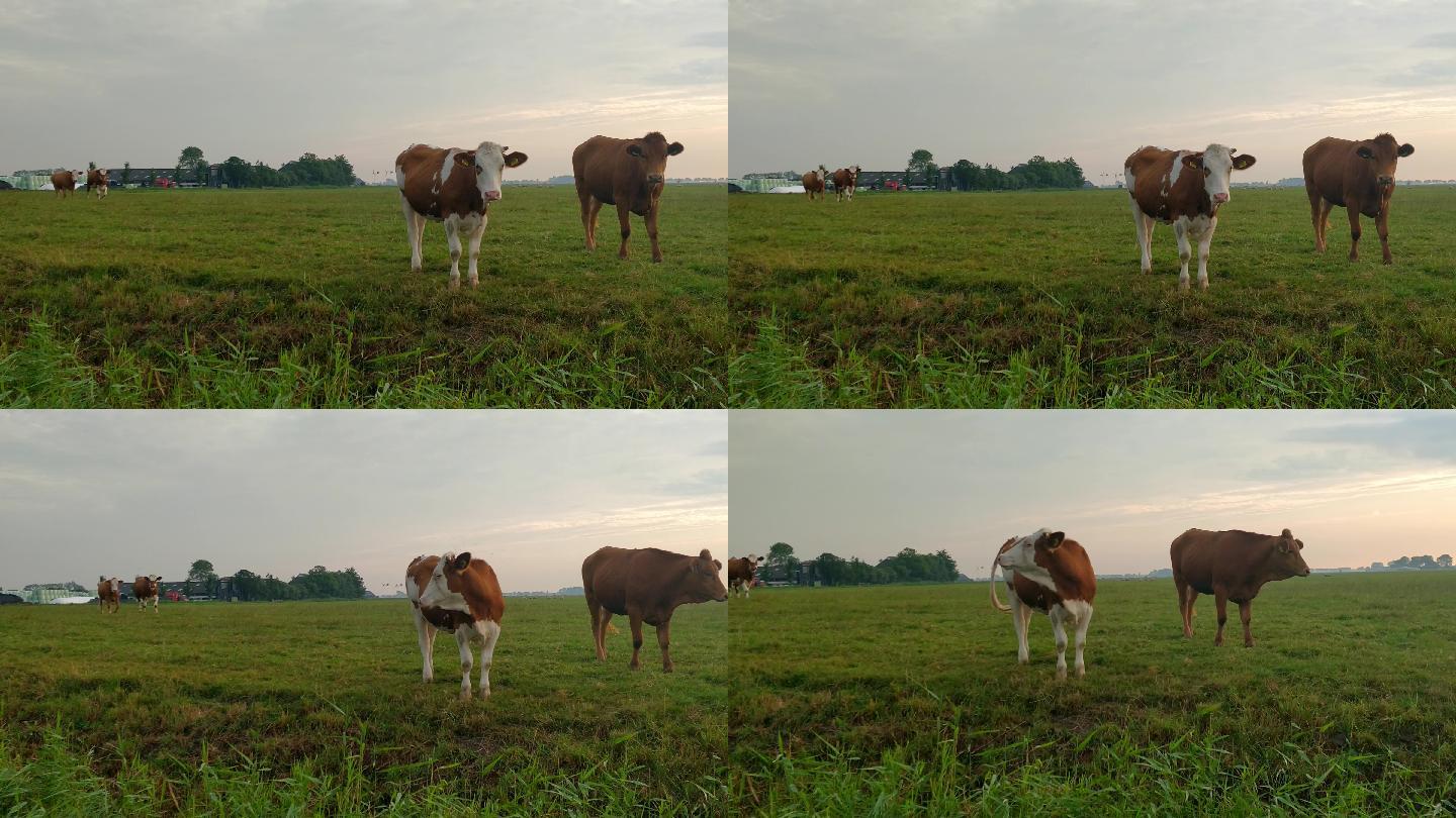 日出时，草原上的几头牛在牧场上休息