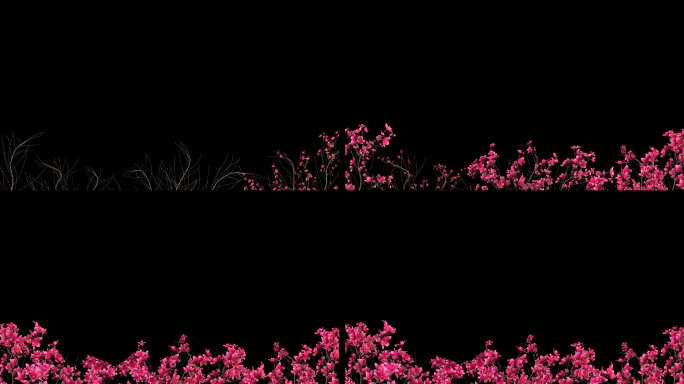 映山红花开生长-带透明通道