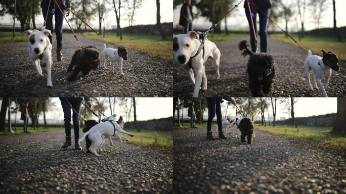 在公园里带着三条狗散步的年轻女子