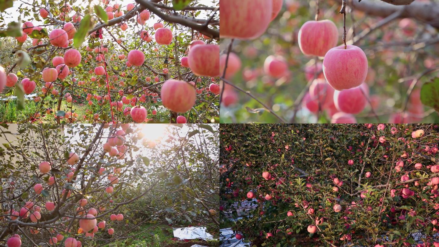 美丽乡村，苹果示范园