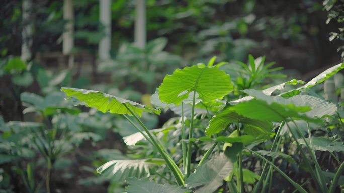 4k唯美绿植阳光空镜