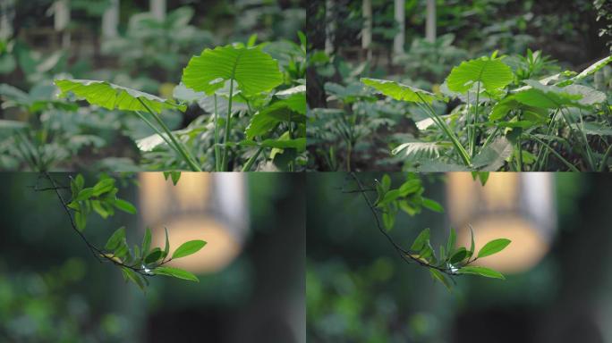 4k唯美绿植阳光空镜