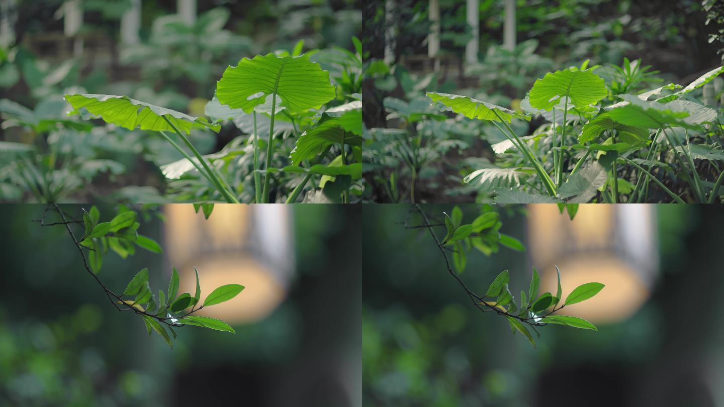 4k唯美绿植阳光空镜