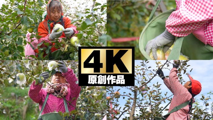 果园苹果采摘实拍4K