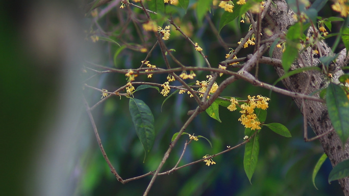 桂花