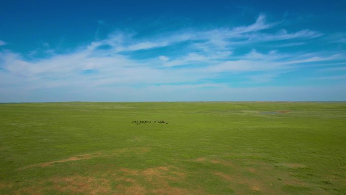5.4k航拍蓝天白云下的千里草原马群牛群