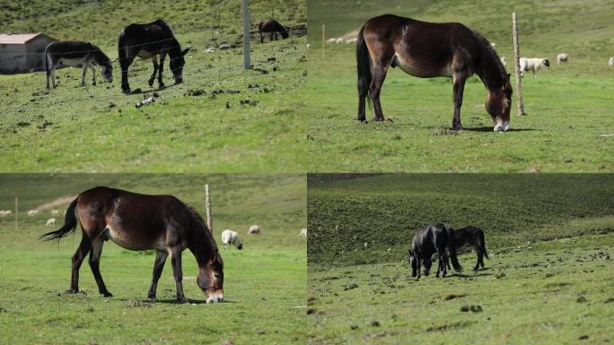 草原上的骡子和马实拍