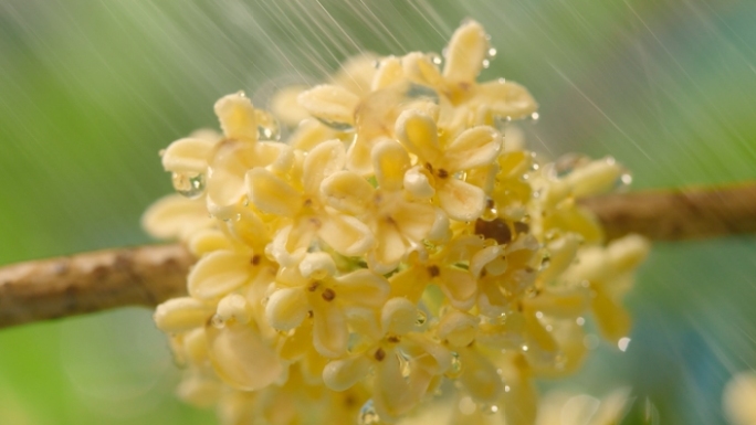 下雨天桂花开花微距