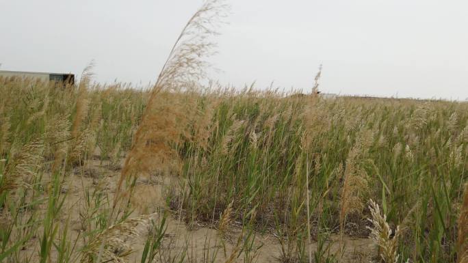 芦苇 芦花 草地 芦苇荡 野草 野外